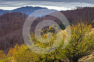 Rolling hills covered with forests in autumn colors, Bobija mountain