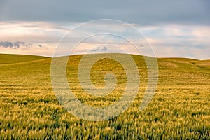 Rolling hills and Farm Land at palouse washington