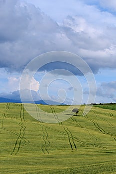 Rolling Hills and Grassland Landscapes with trees in Val d`Orcia, Tuscany, Italy