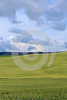 Rolling Hills and Grassland Landscapes with trees in Val d`Orcia, Tuscany, Italy