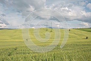 Rolling Hills and Grassland Landscapes with trees in Val d`Orcia, Tuscany, Italy