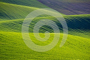 Rolling hills of green wheat fields. Amazing fairy minimalistic