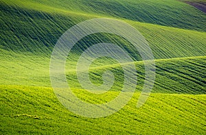 Rolling hills of green wheat fields. Amazing fairy minimalistic