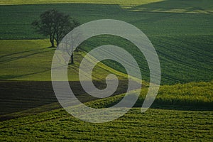 Rolling hills of green wheat fields. Amazing fairy minimalistic landscape