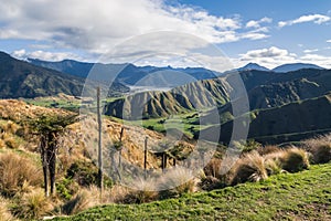 Rolling hills landscape with tussock and silver ferns near Havelock town in Marlborough, New Zealand