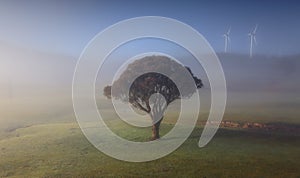 Rolling hills with morning fog lonely tree and windmills