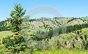 Rolling hills and pine trees in Bozeman, Montana