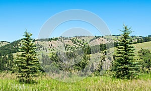 Rolling hills and pine trees in Bozeman, Montana photo