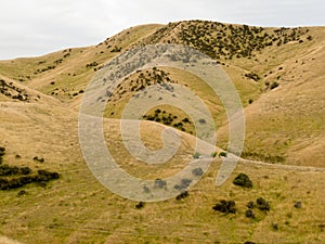 Rolling hills with sheep pasture grassland, NZ