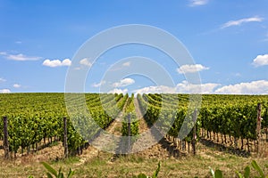 Rolling hills of Tuscan vineyards in the Chianti wine region