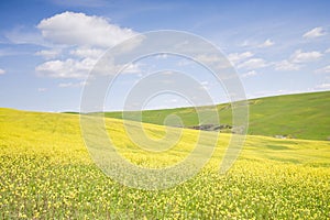 Rolling hills in Tuscany Val D\'Orcia region iconic countryside