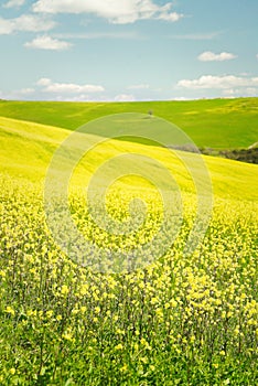 Rolling hills Val D\'Orcia iconic landscape spring season blossom yellow flower over the green fields