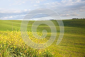 Rolling hills of Val D\'Orcia sweet calm landscape decorated with yellow flowers and lights and shadows