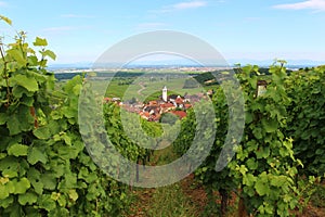 Rolling hills of vineyards in Alsace