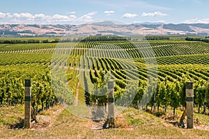 Rolling hills with vineyards in Marlborough region, New Zealand