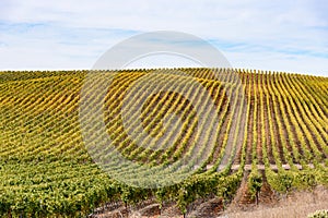 Rolling landscape covered with rows of grapevines on a partly cloudy autumn day