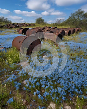 A rolling landscape of vibrant blue forgetmenots tered a rusting tanks and old ammunition. Abandoned landscape. AI