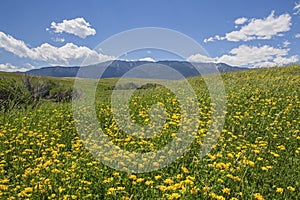 Rolling grassy meadow flowers and golden grass mountains wildflowers photo