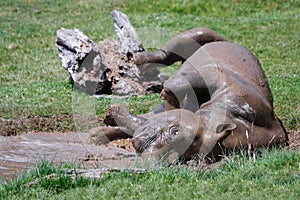 Rolling Rhinoceros (rhinocerotidae) at Port Lympne Wild Animal a photo