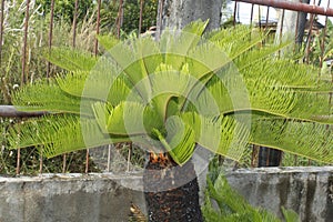 Palm Garden on a Grill Bricks Leaf Growing Layer a brown tree base