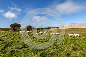 A rolling South Downs landscape on a sunny autumn day, with sheep grazing on a hillside