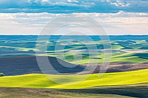 Rolling wheat fields in the Palouse hills