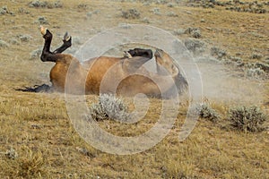 Rolling Wild Horse