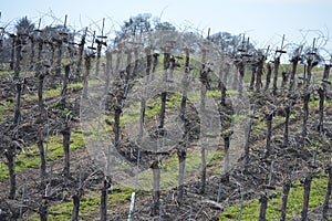 Rolling winter vineyard with green grass