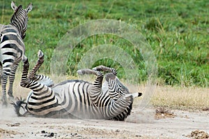 Rolling Zebra