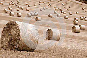 Rolls of hay