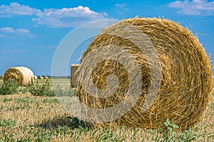 Rolls of hay on the field after the harvest of wheat, rye