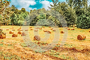 Rolls of hay lie in a collapsed large sloping field