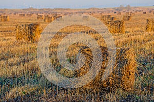 Rolls of hay lying in autumn