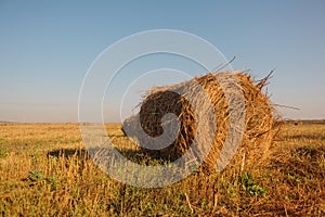 Rolls of hay lying in autumn