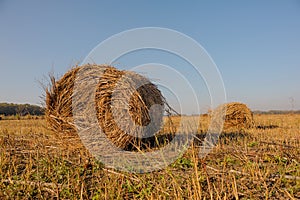 Rolls of hay lying in autumn