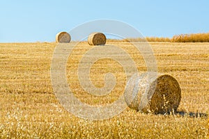 Rolls of hays in field of wheat