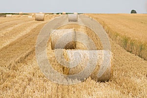 Rolls of haystacks in the fields