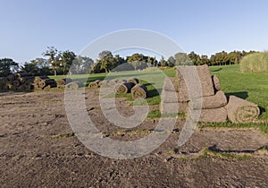 Rolls of lawn grass on a golf course in a park on a sunny day, against a background of pine trees. Wide frame