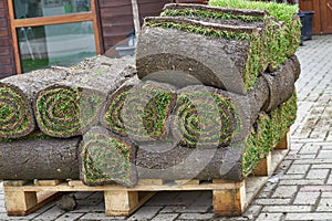 Rolls of lawn grassrolls of lawn grass