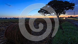 Rolls of paddy straw with golden sunset background at Sungai Besar, Selangor, Malaysia