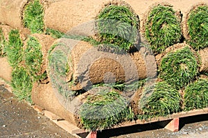 Rolls Of Sod
