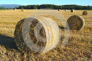 Rolls of straw