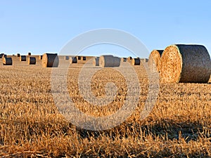 Rolls of straw in a field of stubble after crops have been gathered