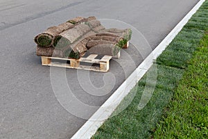 Rolls of turf or turfgrass on pallet. Landscaping of territory in the park