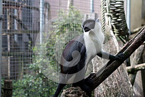 roloway monkey on tree branch at the zoologic park