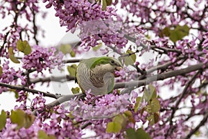 Roly-poly bird perched on a branch, enjoying flowers from a tre