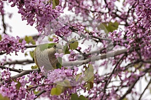 Roly-poly bird perched on a branch, enjoying flowers from a tre