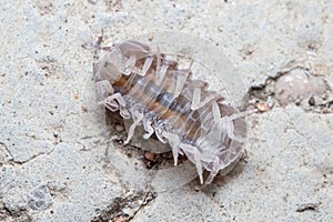 Roly poly bug, Armadillidium vulgare, trying to get on his feet again photo