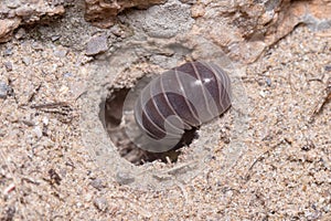 Roly poly bug, Armadillidium vulgare, walking into a hole on the floor