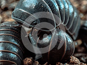 Roly poly close up photo